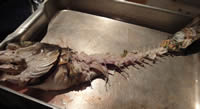 sea bass frame